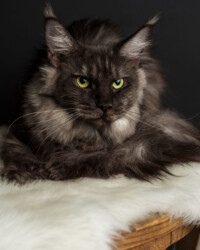 A cat sitting on top of a white rug.