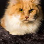 A cat is sitting on the floor looking at something.