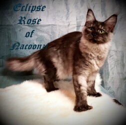 A cat standing on top of a white blanket.