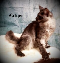 A cat sitting on top of a blanket.