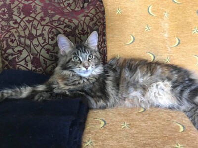 A cat laying on the couch looking at the camera.