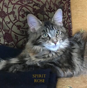 A cat laying on the back of a chair.