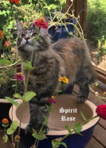 A cat standing on top of a flower pot.
