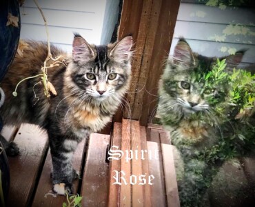 Two cats sitting on a wooden bench outside.