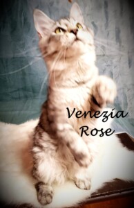 A cat standing on its hind legs in the air.