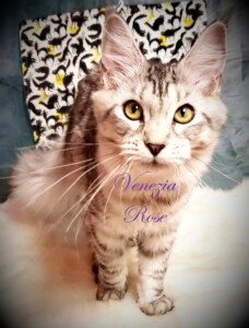 A cat with yellow eyes and a black nose.