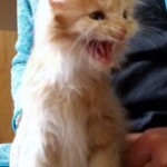 A cat standing on its hind legs with it's mouth open.