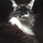 A cat with long hair is sitting in the dark.