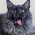 A cat with its mouth open and tongue hanging out.