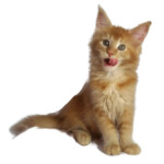 A cat sitting on its side with it's mouth open.