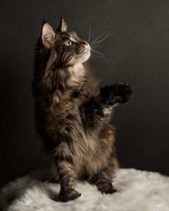 A cat standing on its hind legs and looking up.