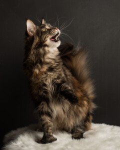 A cat is standing on its hind legs and looking up.