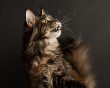 A cat is looking up at the sky.