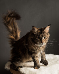 A cat sitting on top of a white blanket.