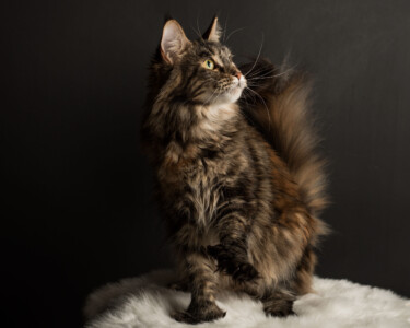 A cat sitting on top of a white rug.