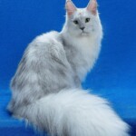 A fluffy cat sitting on top of a blue blanket.