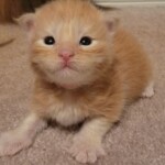 A cat that is sitting on the ground.