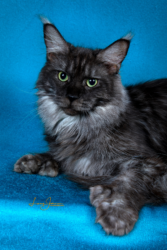 A cat is sitting on the blue blanket.