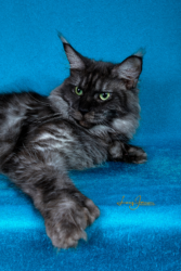 A cat is laying on the blue blanket.