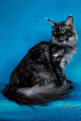 A cat sitting on top of a blue blanket.